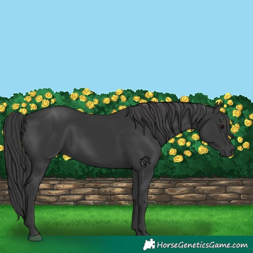 Horse Color:Black 