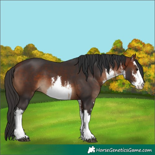 Horse Color:White Spotted Bay 