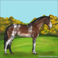 Horse Color:White Spotted Brown 
