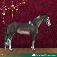 Horse Color:White Spotted Brown 