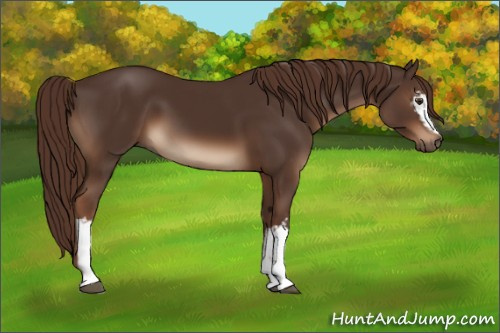 Horse Color:White Spotted Liver Chestnut 