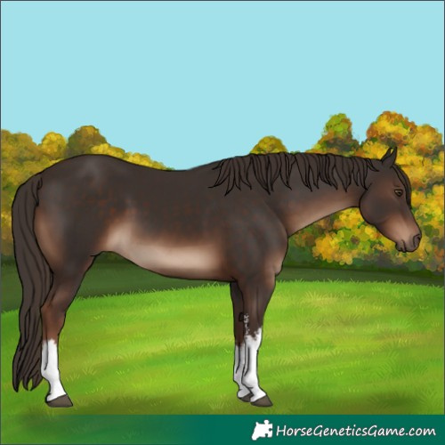 Horse Color:White Spotted Liver Chestnut 
