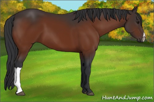 Horse Color:Bay 