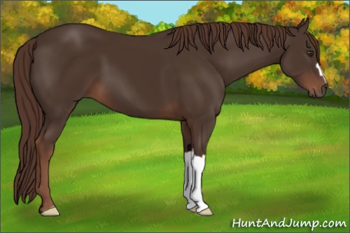 Horse Color:Liver Chestnut 
