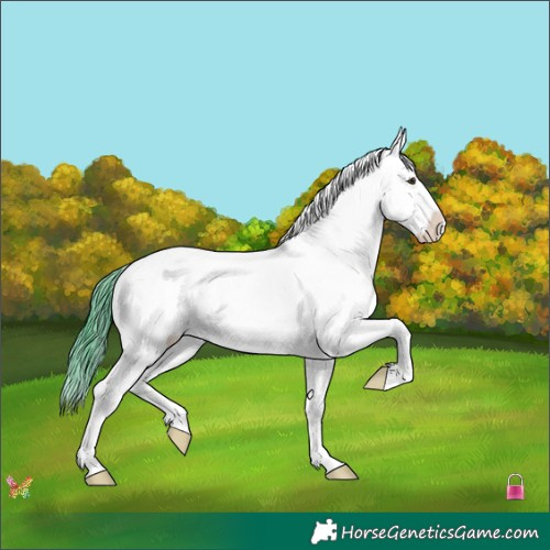 Horse Color:Watercolor White Spotted Liver Red Dun Appaloosa 