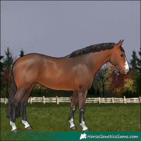 Horse Color:Bay 