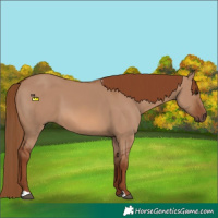 Horse Color:Red Dun 