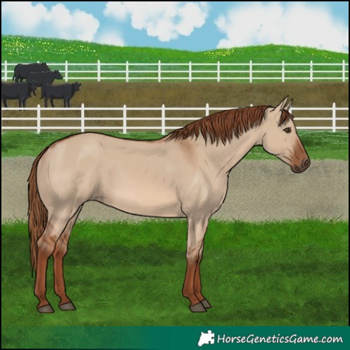 Horse Color:Red Dun 
