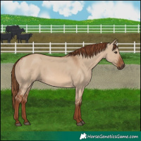 Horse Color:Red Dun 