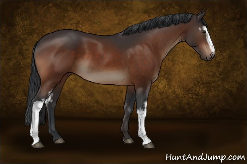 Horse Color:White Spotted Brown 