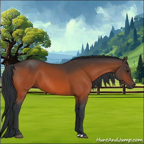 Horse Color:Bay 
