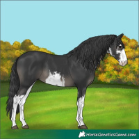 Horse Color:White Spotted Black 