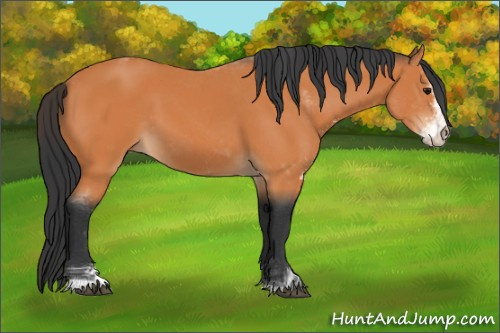 Horse Color:Bay Sabino