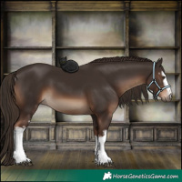 Horse Color:White Spotted Liver Chestnut 