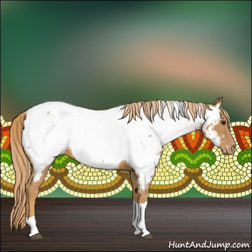 Horse Color:Chestnut Tobiano Appaloosa 