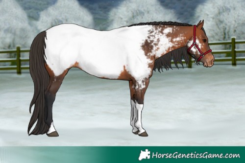 Horse Color:Bay Tobiano Appaloosa 