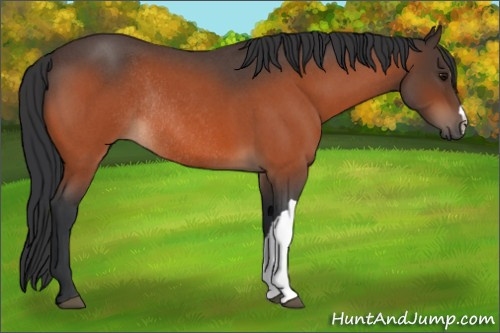 Horse Color:Bay Roan Rabicano