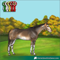 Horse Color:White Spotted Buckskin 