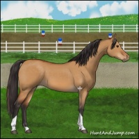 Horse Color:Buckskin Dun Tobiano 
