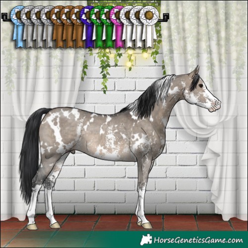 Horse Color:White Spotted Brown Dun Sabino Rabicano 