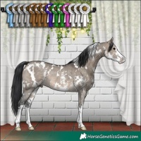 Horse Color:White Spotted Brown Dun Sabino Rabicano
