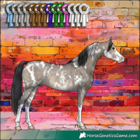 Horse Color:White Spotted Brown Dun Sabino Rabicano