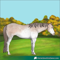 Horse Color:White Spotted Amber Champagne Appaloosa Rabicano 