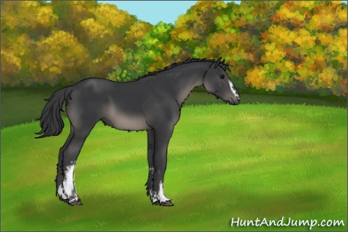 Horse Color:White Spotted Black