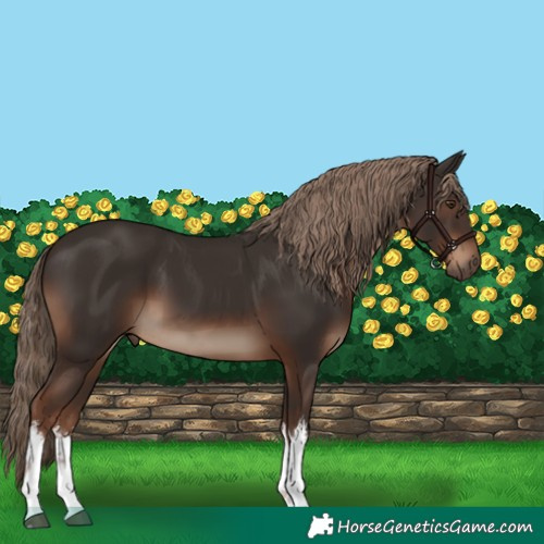 Horse Color:White Spotted Liver Chestnut 