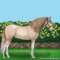 Horse Color:Gold Champagne Pearl Rabicano  and Gold Champagne Pearl Splash Rabicano 