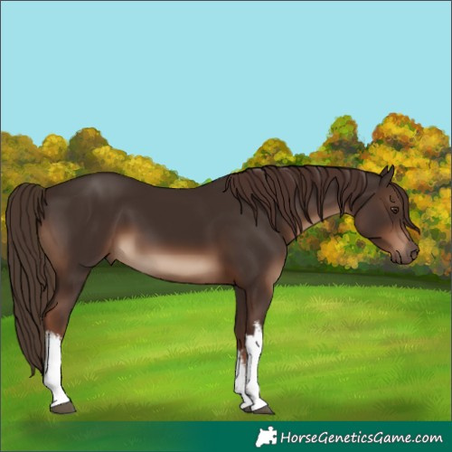 Horse Color:White Spotted Liver Chestnut 