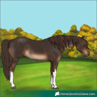 Horse Color:White Spotted Liver Chestnut 