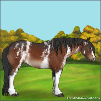 Horse Color:White Spotted Bay 