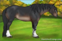 Horse Color:White Spotted Brown 