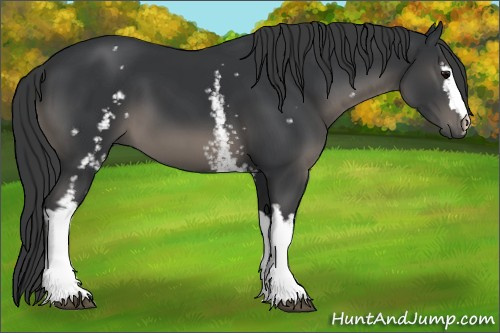 Horse Color:White Spotted Black 
