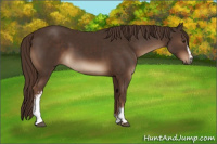 Horse Color:White Spotted Liver Chestnut