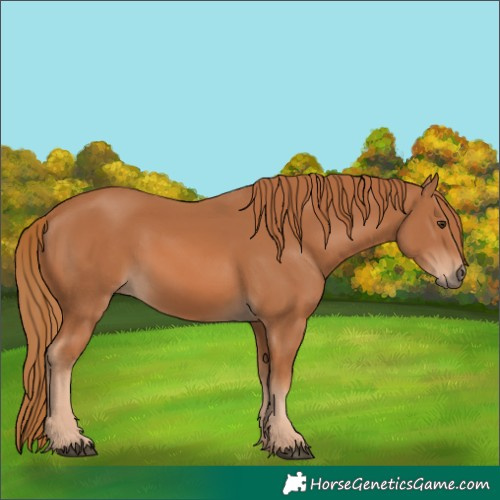 Horse Color:Chestnut 