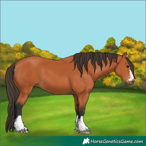 Horse Color:Bay 