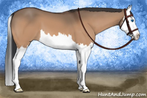 Horse Color:Bay Dun Splash