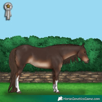 Horse Color:White Spotted Liver Chestnut 