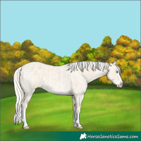 Horse Color:Cremello Splash  and Cremello Roan Splash 