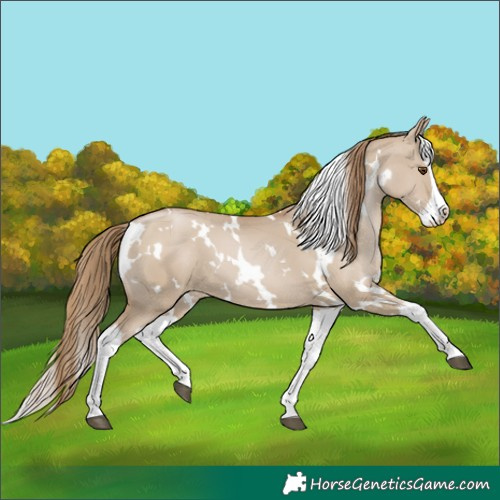 Horse Color:White Spotted Grullo Pearl Splash