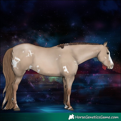Horse Color:White Spotted Grullo Pearl Splash 