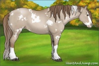 Horse Color:White Spotted Grullo Pearl Splash 