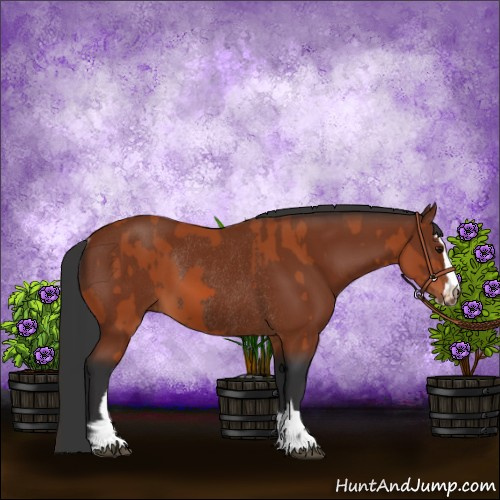 Horse Color:Bay Sabino Rabicano and Brown Sabino Rabicano