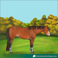 Horse Color:Bay and Bay