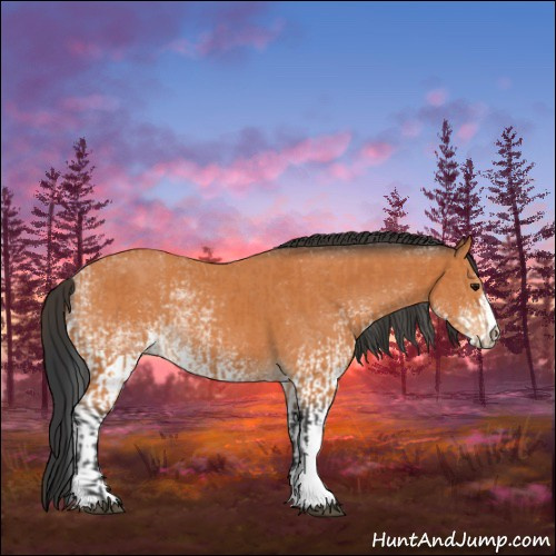 Horse Color:Bay  and White Spotted Bay 