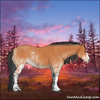 Horse Color:Bay  and White Spotted Bay 