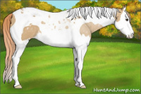 Horse Color:Red Dun Splash Tobiano Appaloosa 