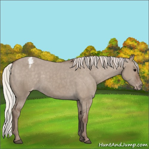 Horse Color:Silver Grullo Appaloosa 